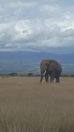 Safari