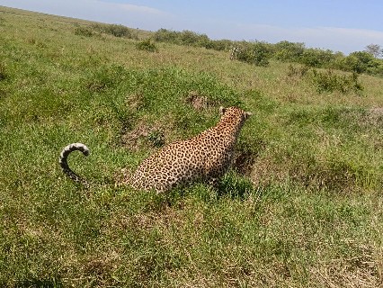 Safari