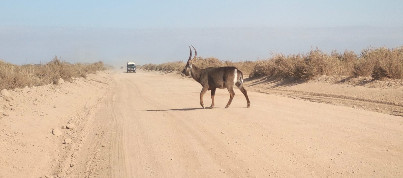 Kenya safari moment