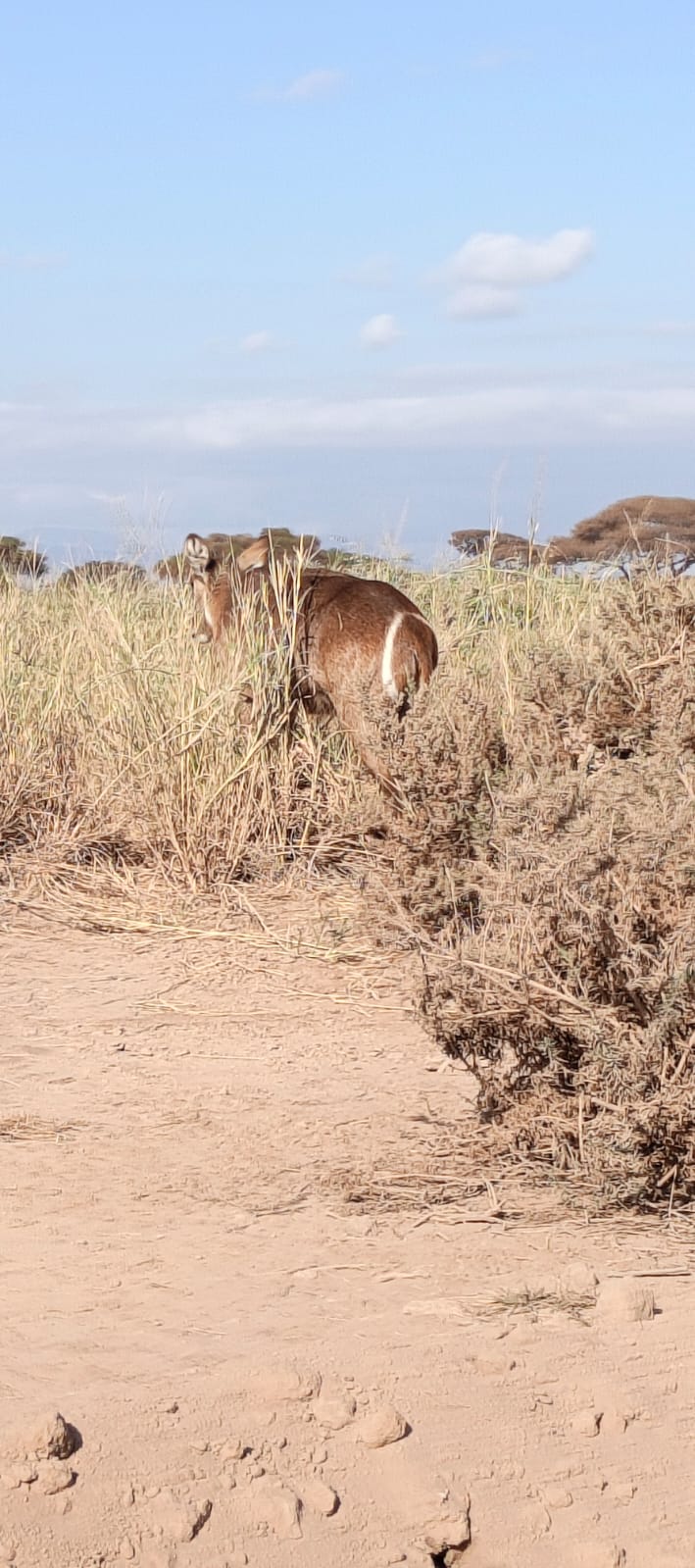 Kenya safari moment
