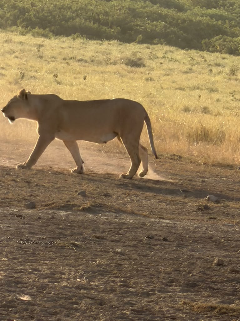 Kenya safari moment