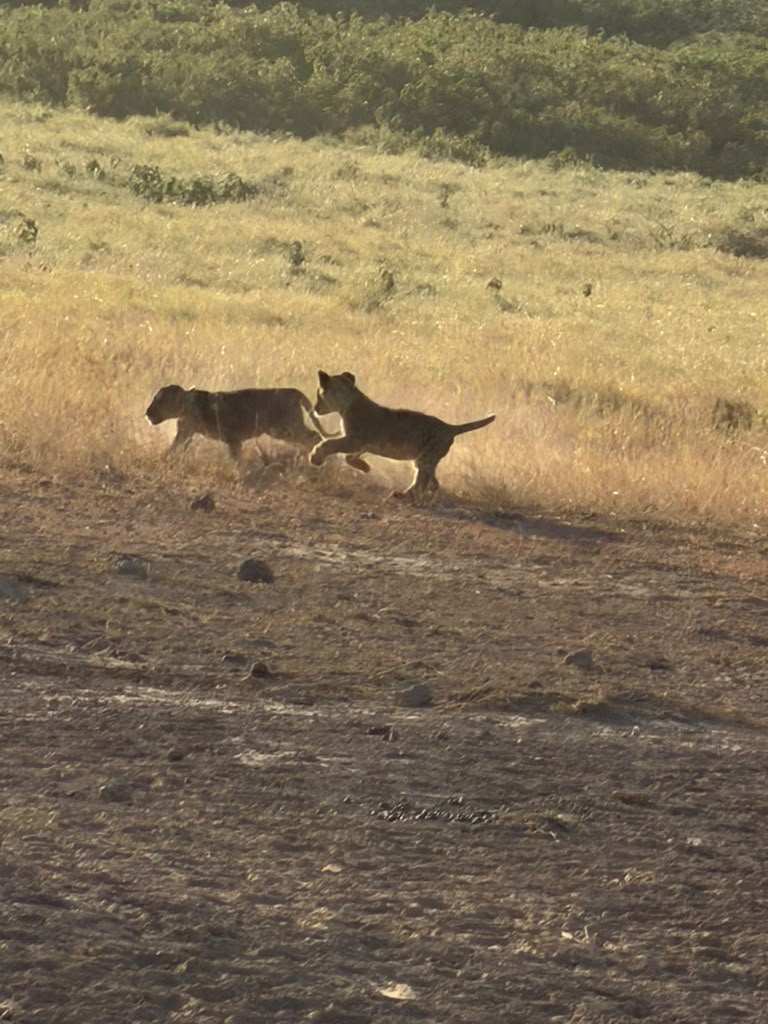 Kenya safari moment