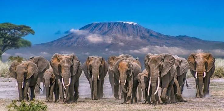 Amboseli August Special