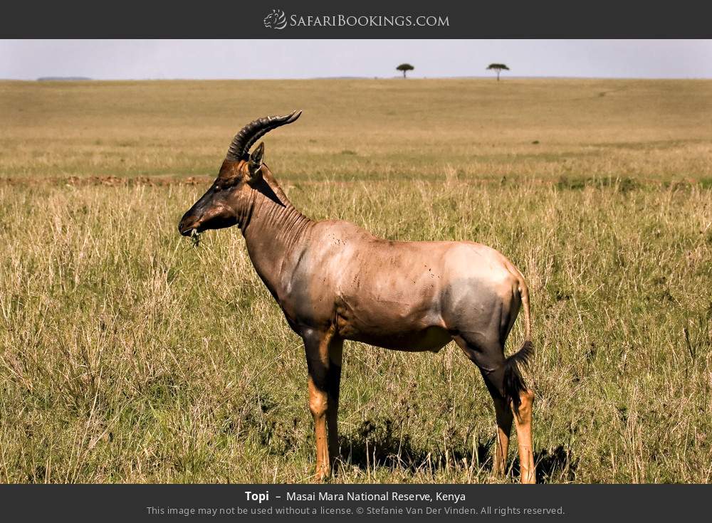Samburu Explorer