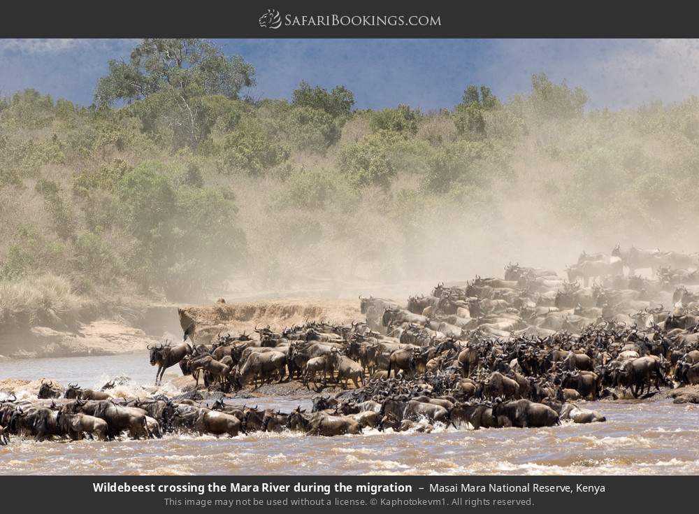 Kenya safari moment