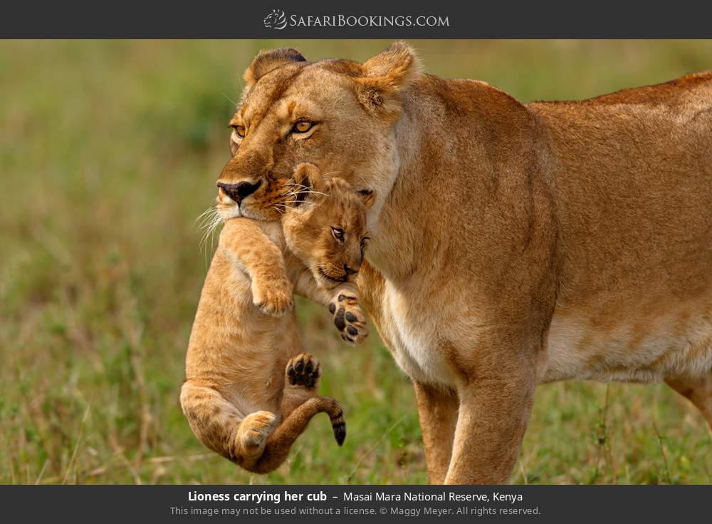 Tsavo National Park