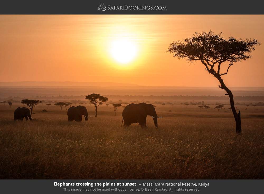 Kenya safari moment