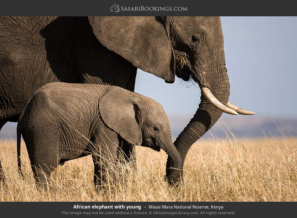 Amboseli Elephant Safari