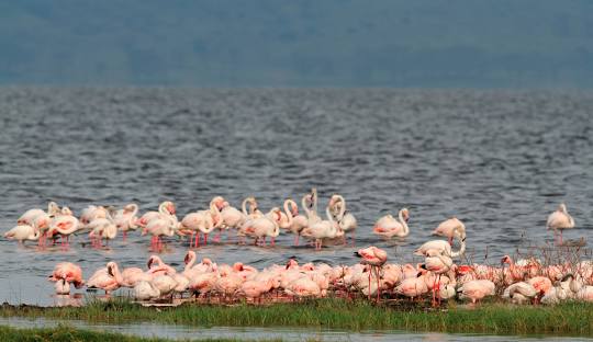Lake Nakuru Flamingo Tour