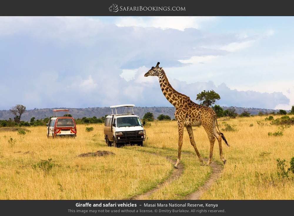 Maasai Mara Classic Safari